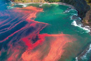 Robotic Sensors Monitor Red Tides in Gulf of Maine